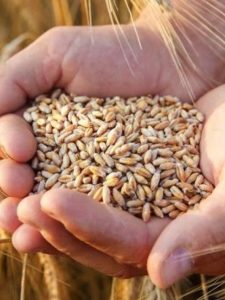 Modi Cabinet's big gift to farmers