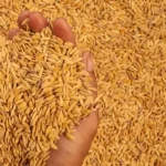 Paddy procurement policy approved for the 2026-27 Kharif season in UP