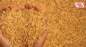Paddy procurement policy approved for the 2026-27 Kharif season in UP